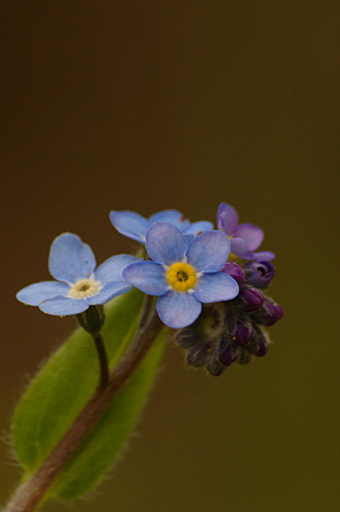 فراموشم مکن